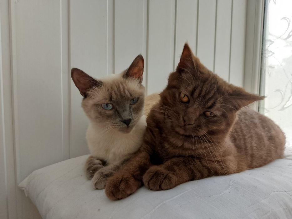 Продаються кошенята