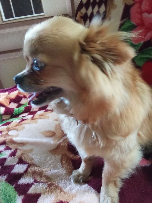 Продаються собачки