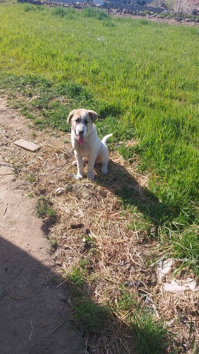 Cadela gado transmontano