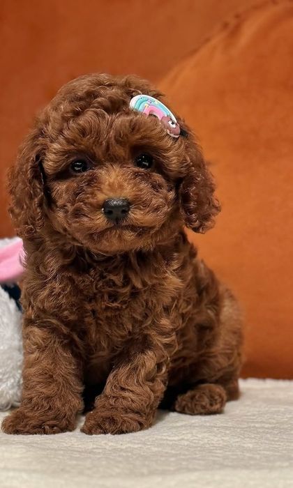 Найкраща Малишка той пудель .