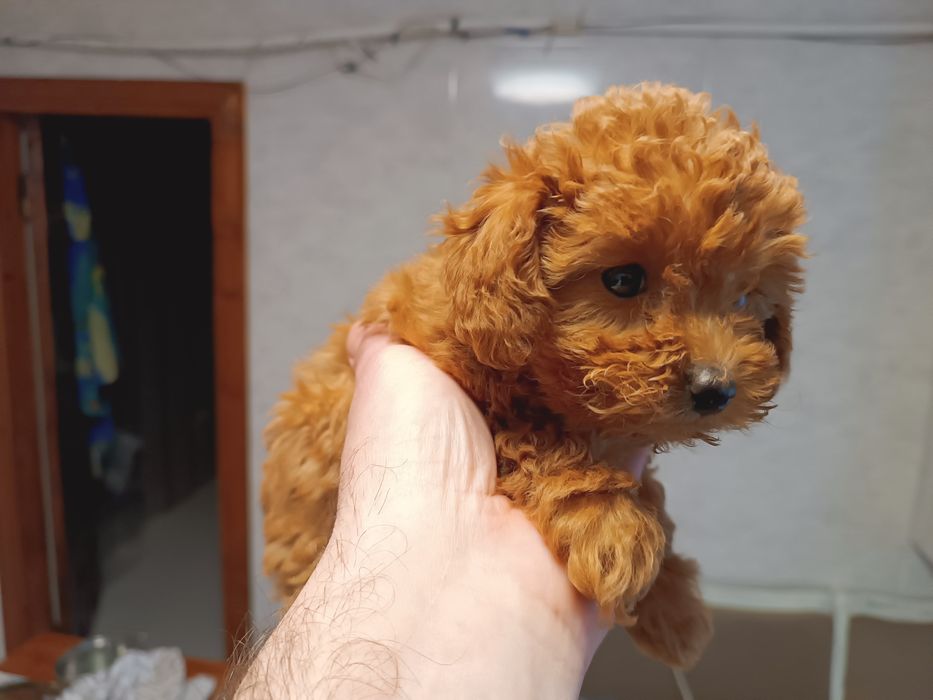 Продам міні пуделя дівчинка 2 м
