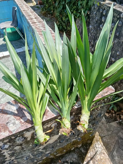 Para Doar Palmeiras Yucca