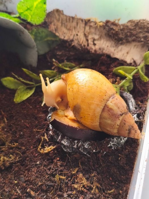 Ślimak afrykański Lissachatina (Achatina) fulica