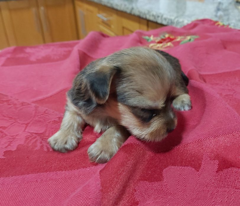 Linda menina Yorkshire terrier