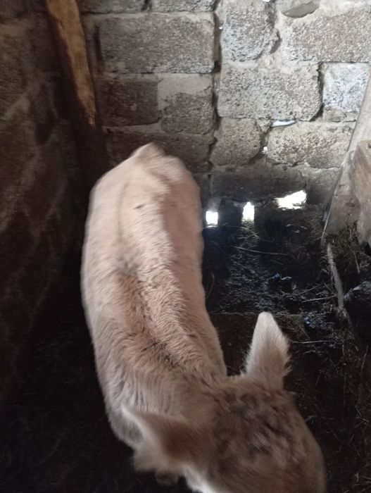 Продам бичка 3 тижні