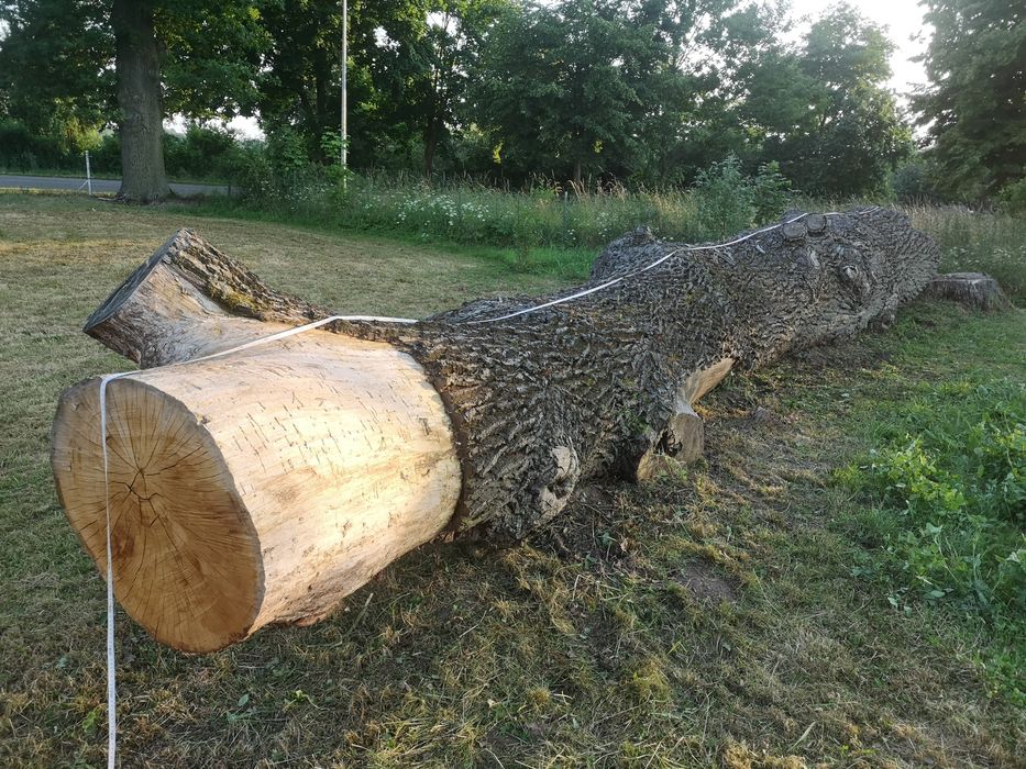 Sprzedam Kłoda dębu