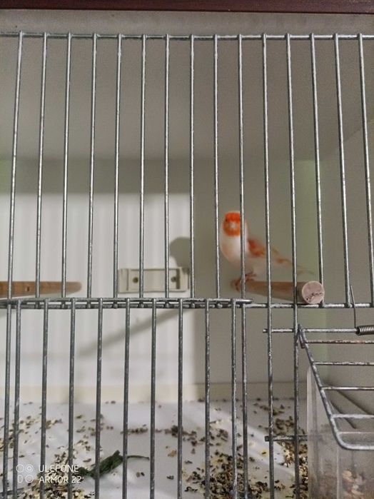 kanarki Zory biale,czerwone i czerwone mozaiki,