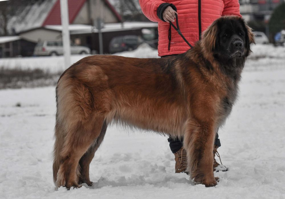 Leonberger szczeniak