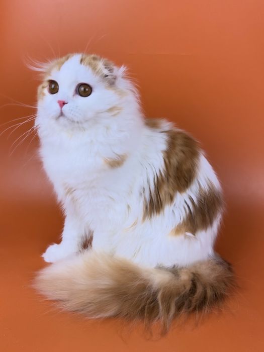 Гарний хлопчик фолд.