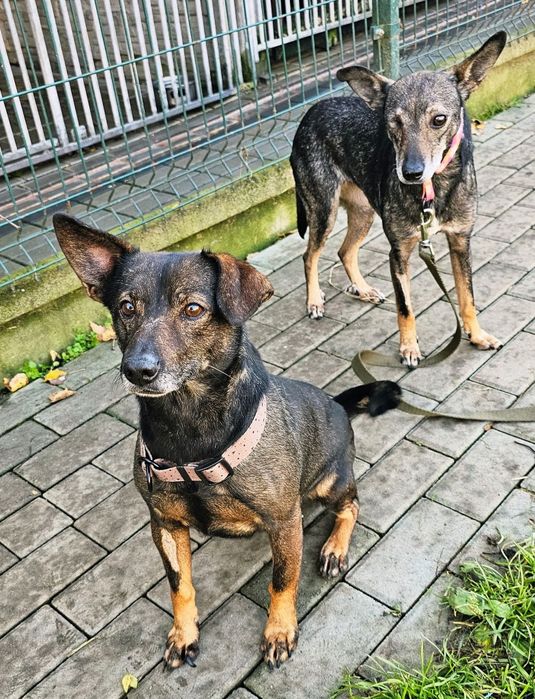 Mała Małgosia bez oczka szuka domu