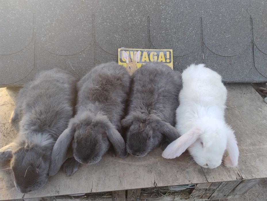 Młode króliki baran francuski