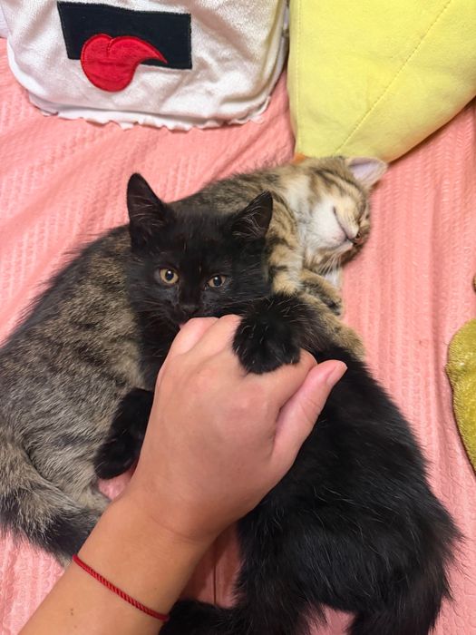 Котята в добрі руки