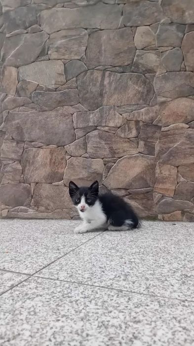 Gatinhos para adoção
