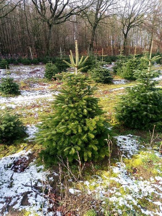 Jodła Kaukaska Plantacja