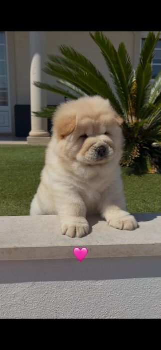 Chow chow fêmea..