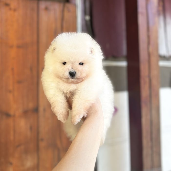 ляльковий ведмедик шоу классу