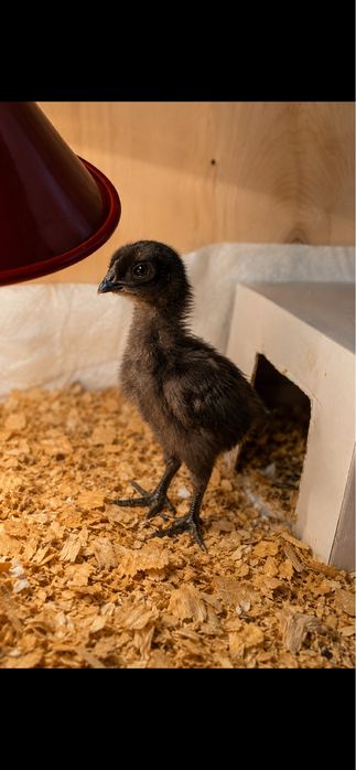 Pintos Ayam Cemani – Raça Ornamental