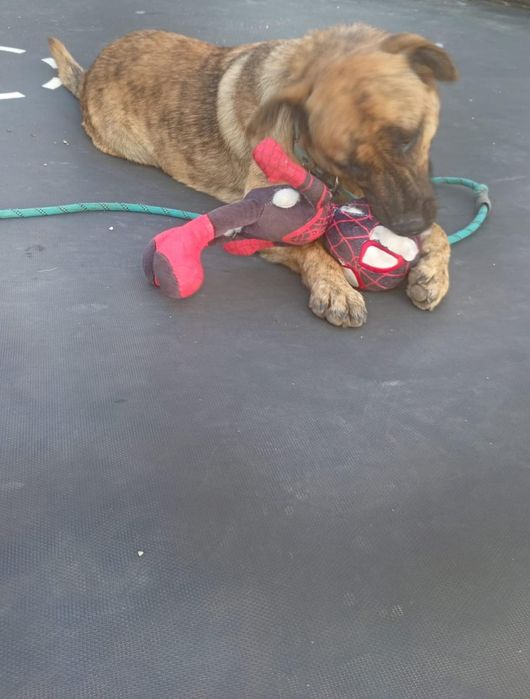 Preciso urgentemente encontrar um novo lar para um cachorro em uma boa família.