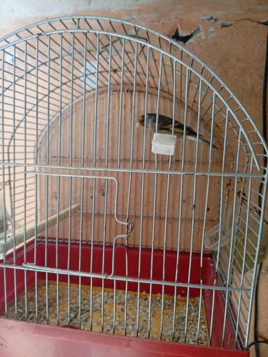 Vendo travessos a cantar