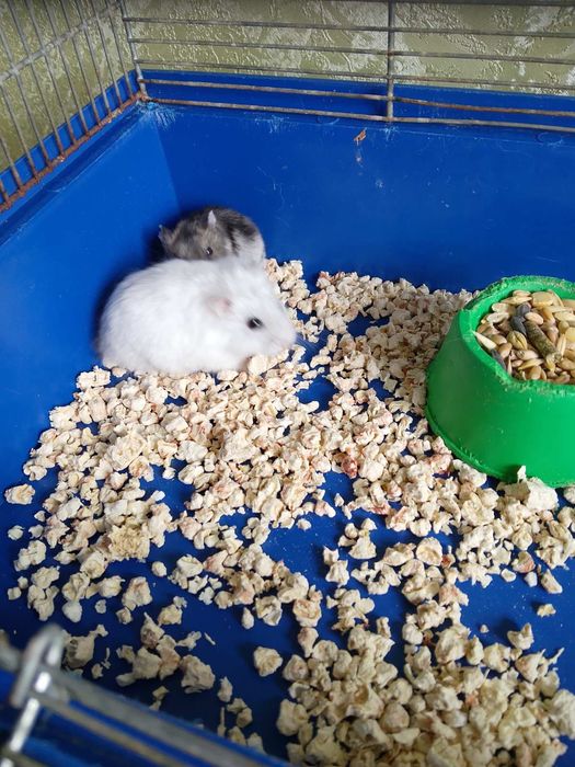 Джунгарскией хомяк