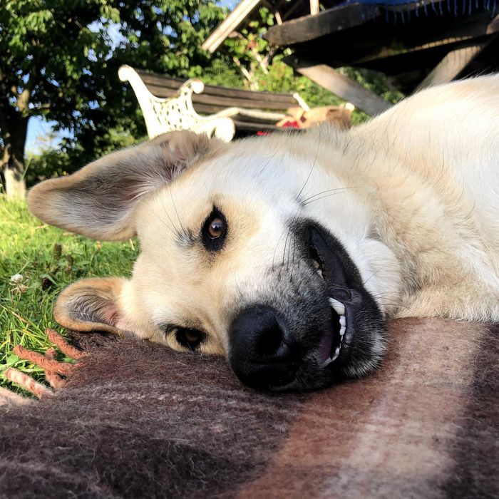 Szukamy nowego domu dla psa