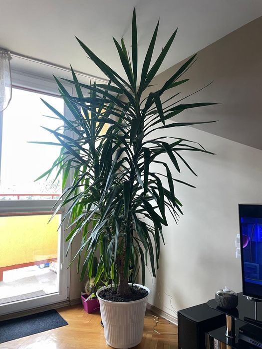 Duża juka (jukka, yucca),