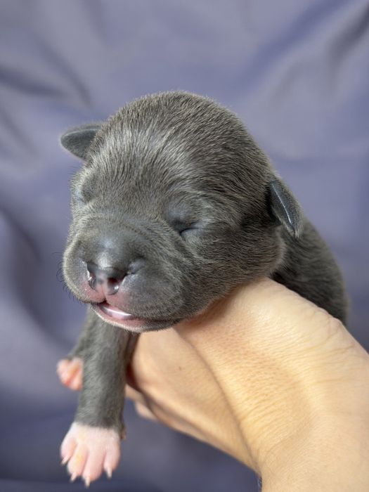 Щенки амстафф голубого окраса