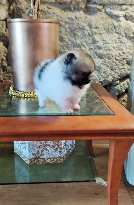 Lulu Pomerânia c/Lop Spitz Alemão anão