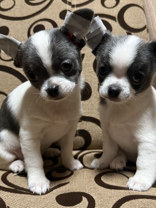 Чіхуашки міні, найкращі для кращих