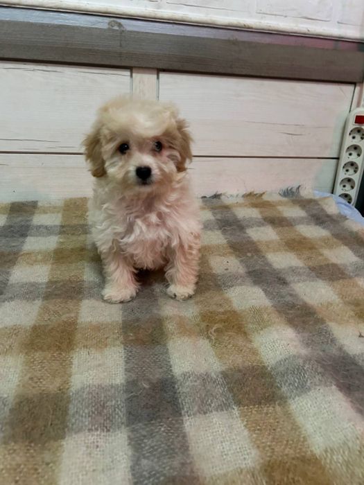 Мальтіпу Ф1 хлопець