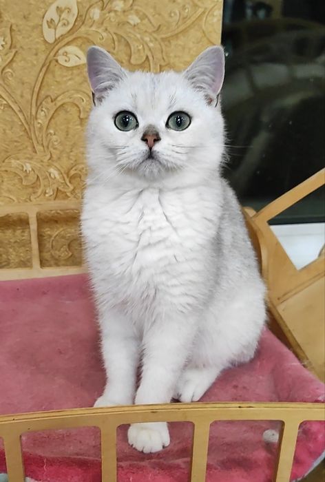 Шикарный мальчик серебристый шиншилла