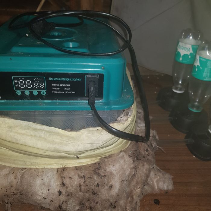 Chocadeira/Incubadora de 12 Ovos