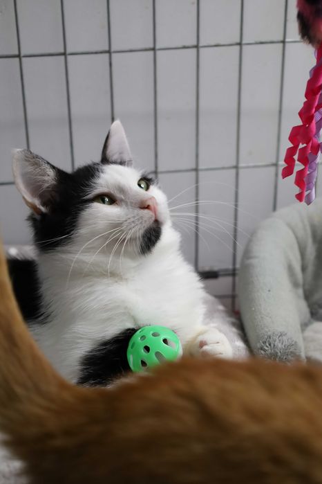Dwupak Szukamy domu w duecie, adopcja rodzeństwo