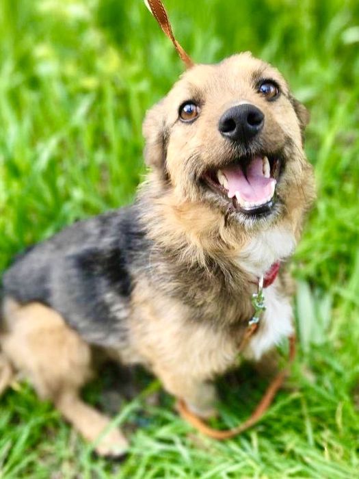 Маленький Самсон ищет дом