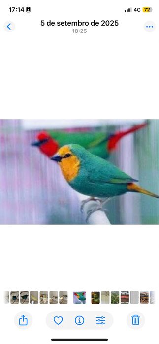 Diamantes papagaio várias mutações