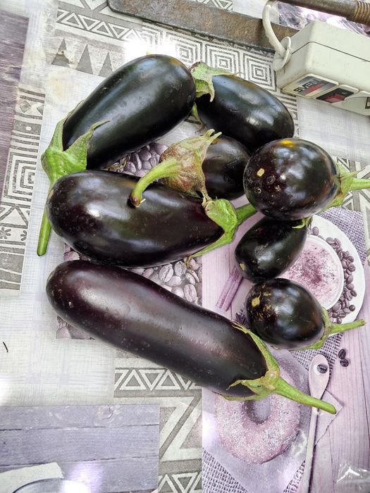 семена синеньких