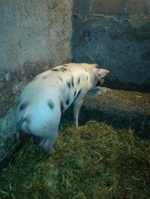 Porca com 7 meses