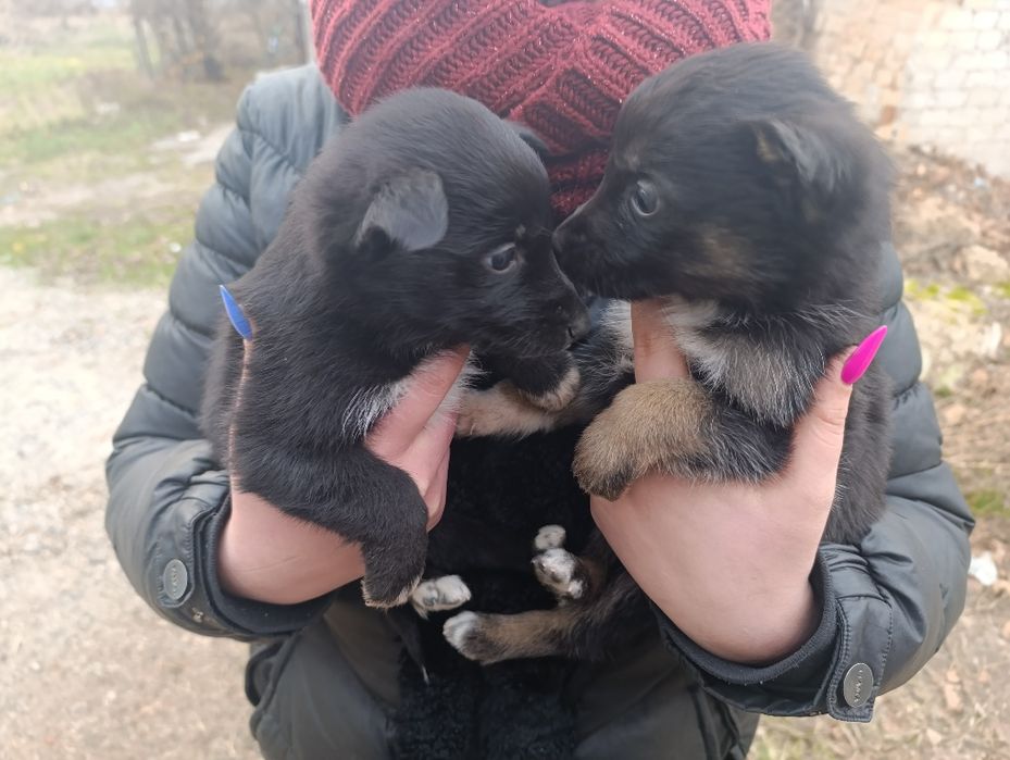 Отдам в хорошие руки щенков