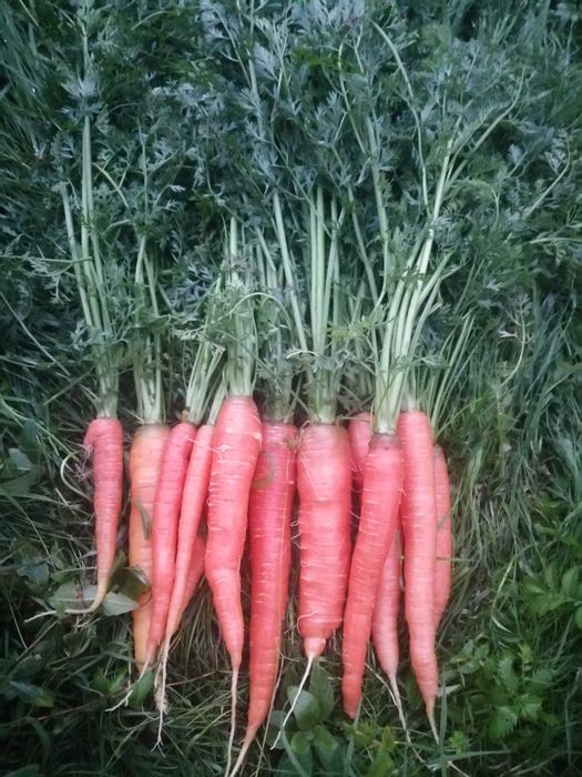 marchew i buraki odpadowe dzwierząt.