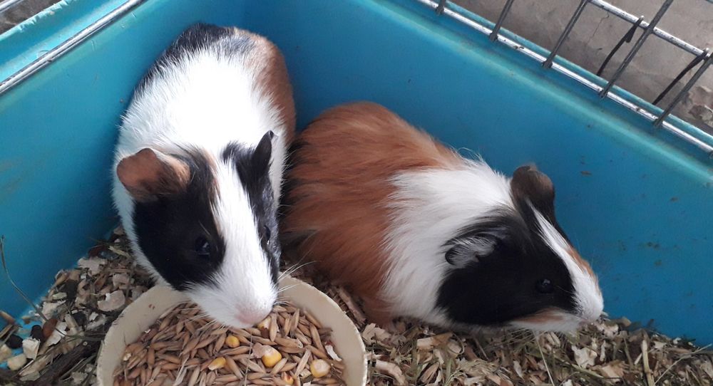 Моська свинка(мурчак)