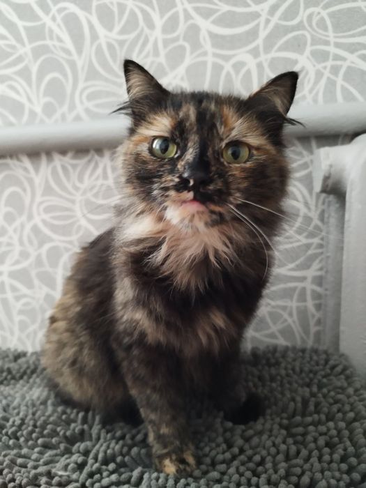 Отдаю Макарошку!