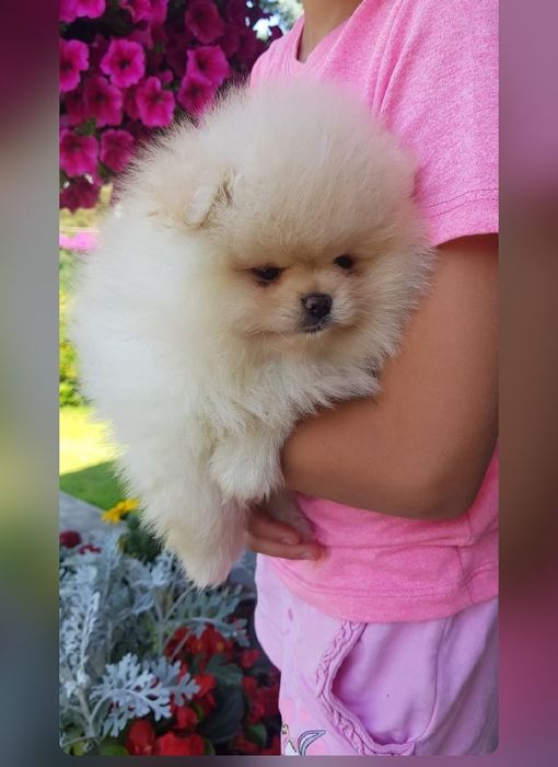Pieseczek  pomeranian