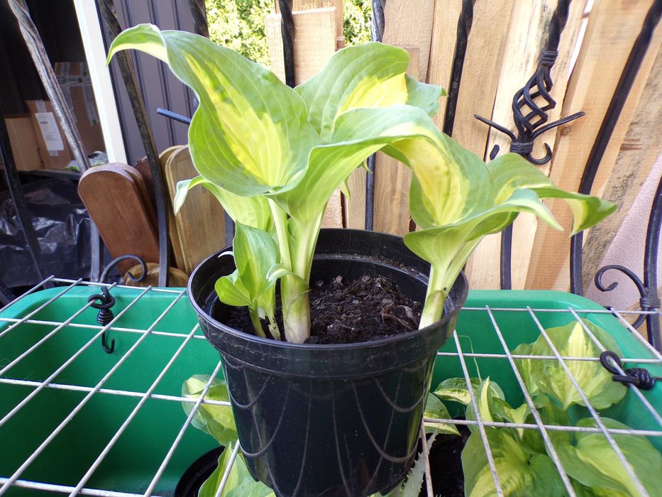 Hosta, szybko rosnąca, duża mocna sadzonka