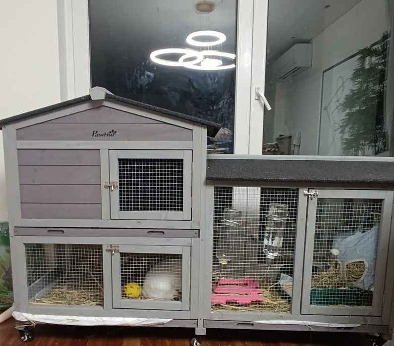 Coelho Mini lop + casa PawHut