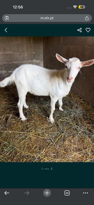 Casal de cabras