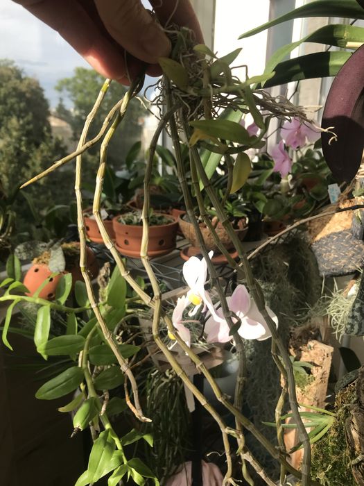 Dendrobium loddigesii*den.aphyllum