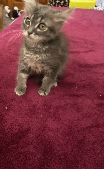 Шотландский мальчик