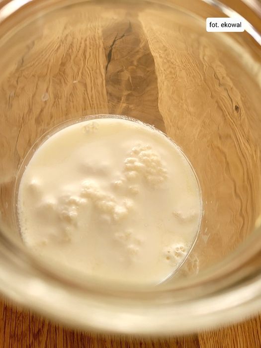 Grzybek tybetański ziarno kefirowe kefir instrukcja starter 2 gr.