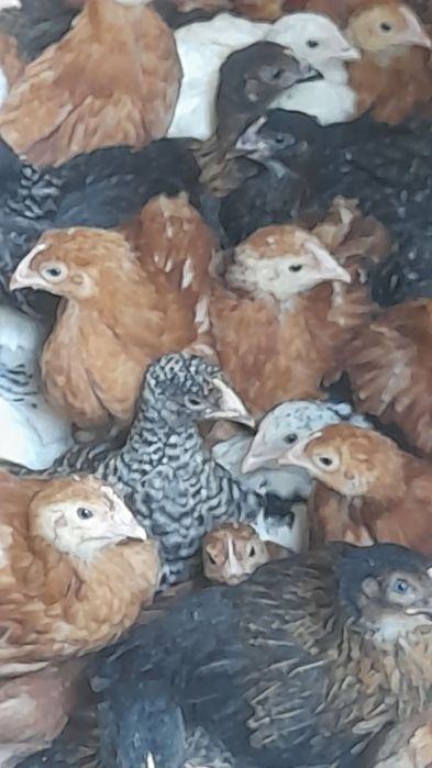 Kury nioski 11 tygodniowe