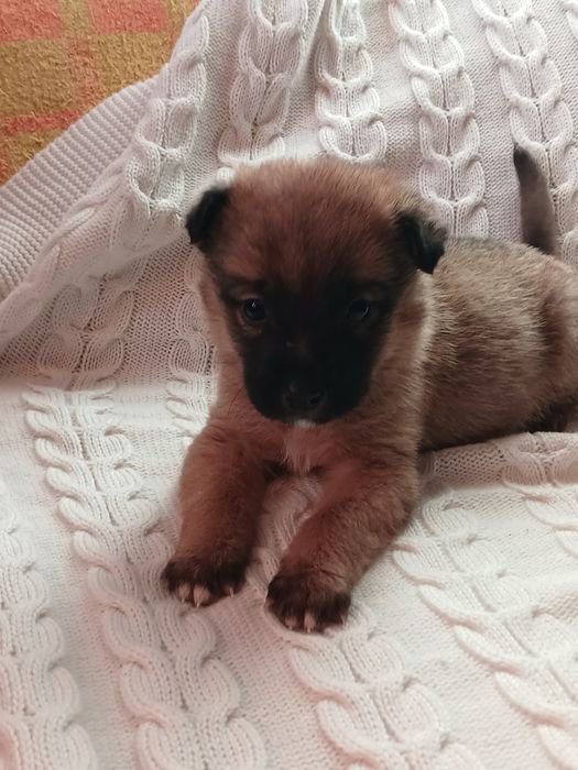 Щеночки в добрые руки
